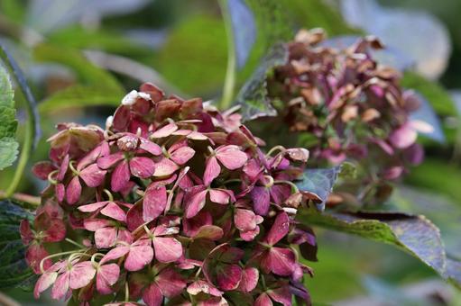アンティークカラーに変化した紫陽花 秋色アジサイ,紫陽花,アジサイの写真素材