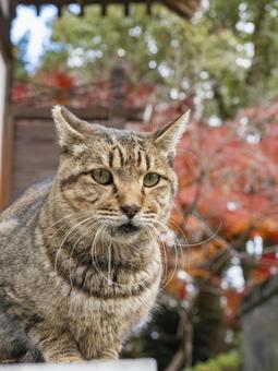 紅葉に映える秋の猫姿 紅葉に映える秋の猫姿の写真