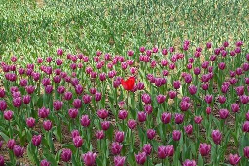 花 花の写真