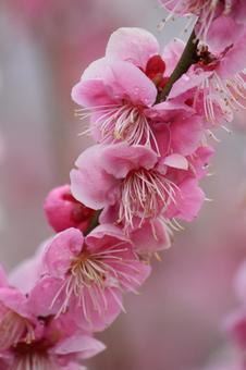 ウメの花 ウメの花の写真