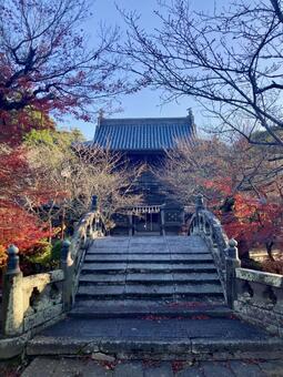須佐能袁神社・太鼓橋と紅葉と青空 素戔嗚,須佐男,スサノオの写真素材
