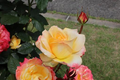 バラ園の黄色い薔薇を撮りましたの写真