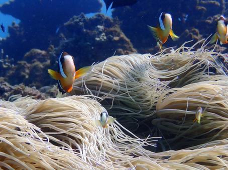 クマノミ クマノミ,魚,海の写真素材