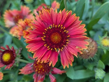 ガイラルディアの花 4 ガイラルディアの花 4の写真