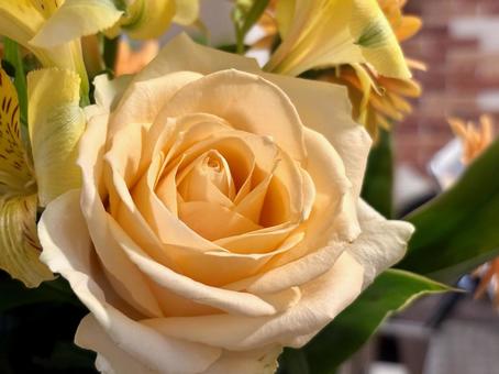 花束 1 花束,お祝い,ブーケの写真素材