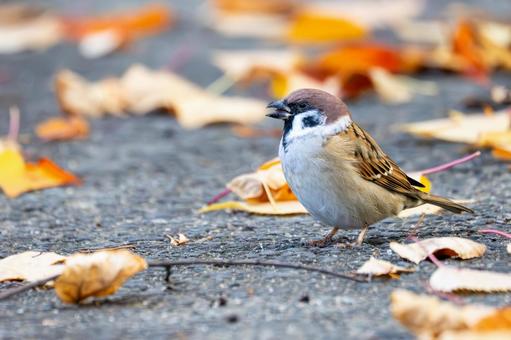 スズメの若鳥(24) 鳥,スズメ,若鳥の写真素材