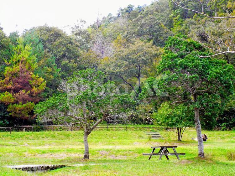 自然公園の風景1 ベンチ,ピクニック,弁当の写真素材