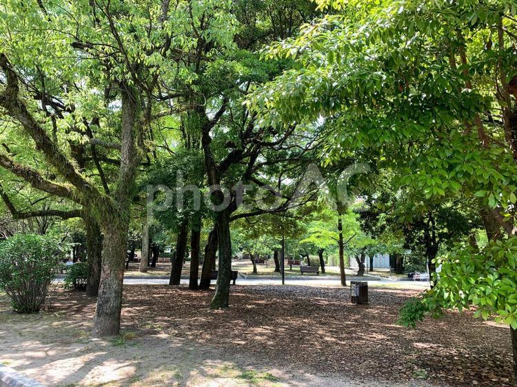 公園の風景 公園,木漏れ日,休日の写真素材