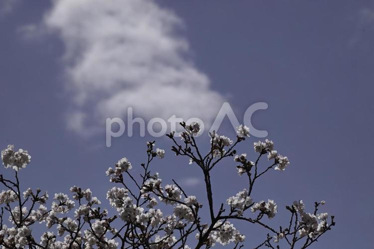 青空と満開の桜 桜,花,春の写真素材