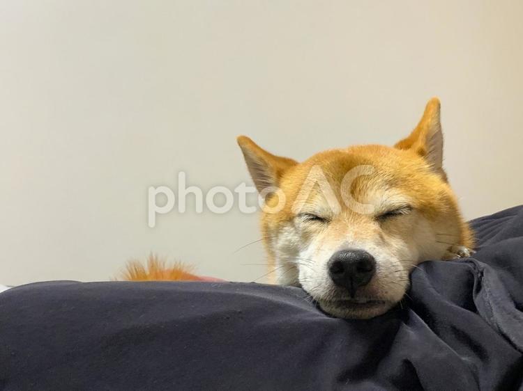 顎を乗せたらそのまま寝てしまった柴犬 柴犬,犬,しばいぬの写真素材