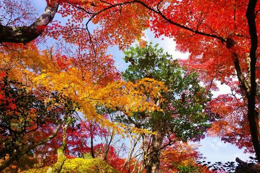 赤とオレンジと黄色の紅葉 紅葉,京都,もみじの写真素材