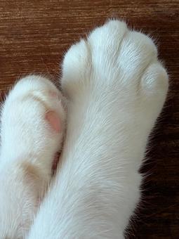 ねこ 前足 ねこ 前足 ねこ,横顔,ペットの写真素材