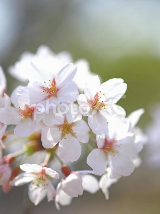 桜　サクラの花　満開 サクラ,桜,さくらの写真素材