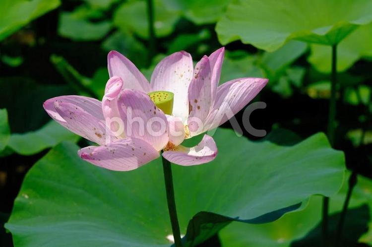 平池公園　蓮・水蓮 蓮,はす,ハスの写真素材