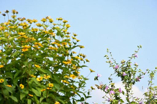 夏空を背景に咲くムクゲの花と蝶 夏空を背景に咲くムクゲの花と蝶 花,黄色,黄色の花の写真素材