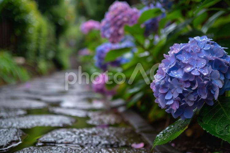 雨に濡れるあじさいの花と緑の葉 あじさい,紫陽花,雨の写真素材
