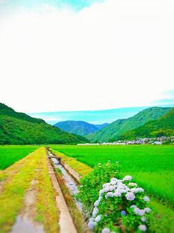 農村とアジサイ 農村とアジサイの写真