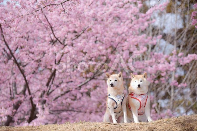 河津桜の山から街を眺める柴犬 柴犬,しばいぬ,シバイヌの写真素材