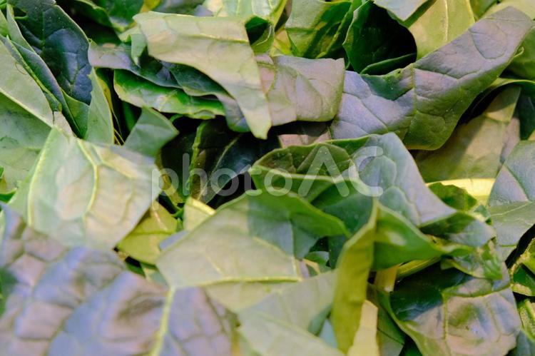 ほうれん草 ほうれん草,サラダ,健康的野菜の写真素材