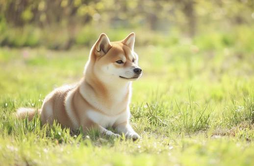 芝生の上でくつろぐ柴犬の子犬 芝生の上でくつろぐ柴犬の子犬の写真
