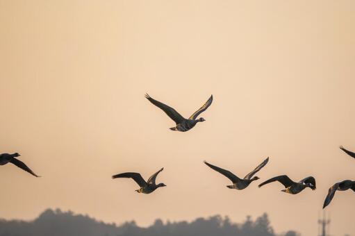マガンの飛翔⑷ 鳥,マガン,野鳥の写真素材