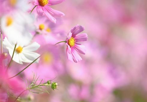 コスモス12 コスモス12 コスモス,秋桜,秋イメージの写真素材