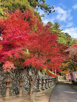 秋■紅葉 紅葉,秋,樹木の写真素材