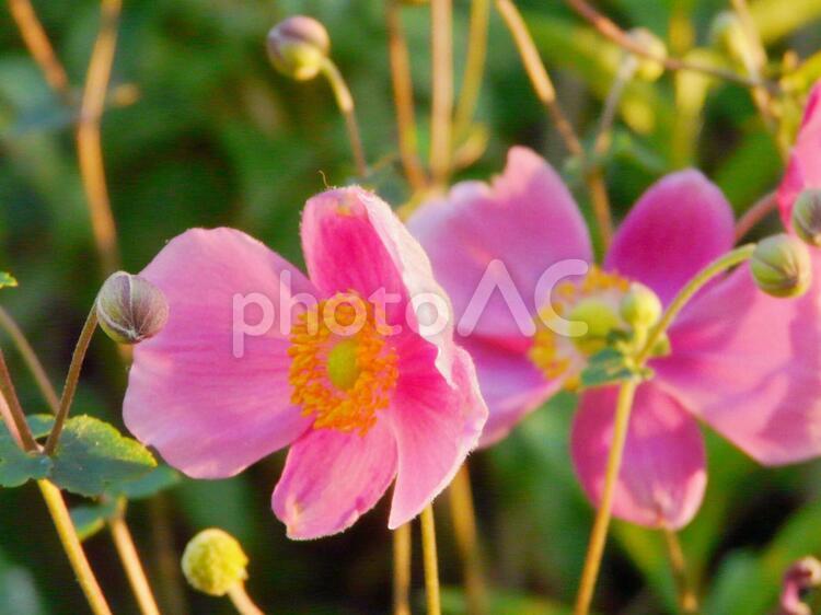 シュウメイギク シュウメイギク,花,植物の写真素材
