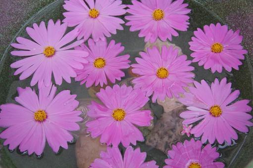 睡蓮鉢に浮かべた秋桜の花 ピンク色,桃色,秋桜の写真素材