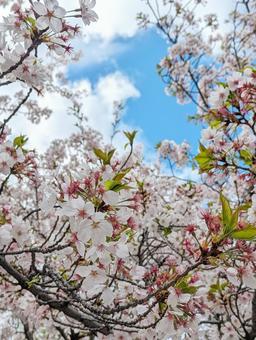 Photo, blue sky, sky, cherry blossoms, 