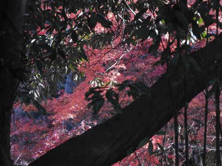 秋の風景 紅葉,葉っぱ,自然の写真素材