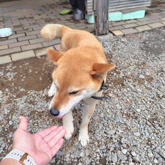 手を見る柴犬 犬,わんこ,動物の写真素材