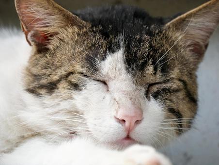 目をつむる猫の顔(アップ) 目をつむる猫の顔(アップ) 猫,ネコ,三毛猫の写真素材