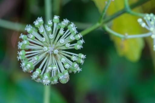 ウドの花 ウドの花の写真