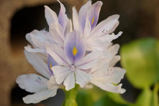 ホテイアオイの花 ホテイアオイの花の写真