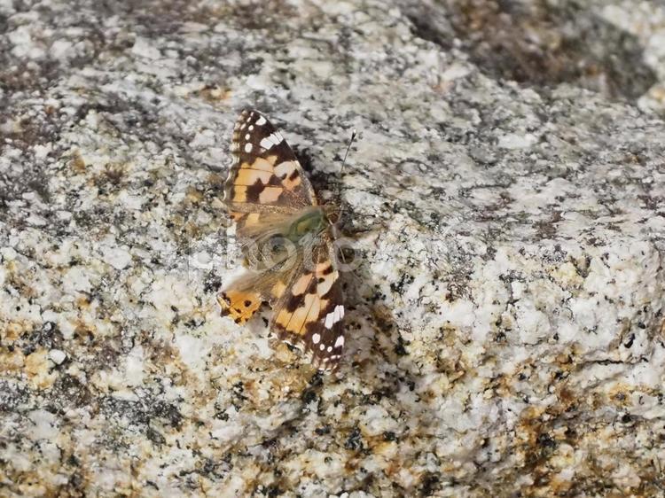 岩の上で休むタテハチョウ タテハチョウ,チョウ,蝶の写真素材