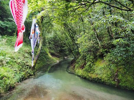 鯉のぼりときれいな湧水 鯉のぼりときれいな湧水の写真