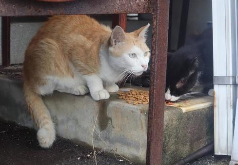 片隅レストランで食事中 片隅レストランで食事中の写真
