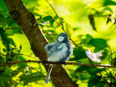 枝にとまるシジュウカラ 枝にとまるシジュウカラの写真