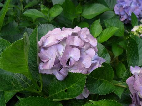 郊外の植え込みで開花したピンクのアジサイ 郊外の植え込みで開花したピンクのアジサイ アジサイ,花,植物の写真素材
