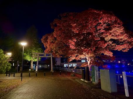 ライトアップされる紅葉　福井中央公園 紅葉,モミジ,ライトアップの写真素材