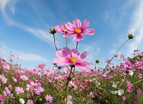 コスモス コスモス,青空,赤の写真素材