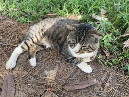 野良猫かわい 猫,野良猫,ねこの写真素材