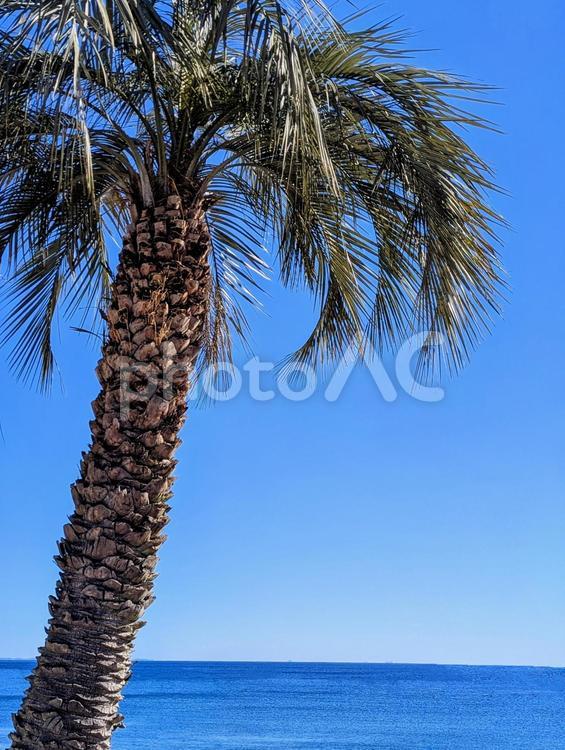 ヤシの木と海 植物,ヤシの木,海の写真素材