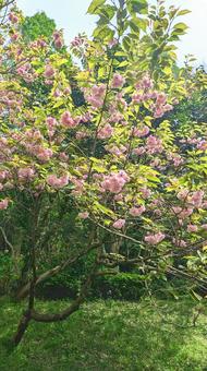 ピンクの八重桜が咲く公園 ピンクの八重桜が咲く公園の写真