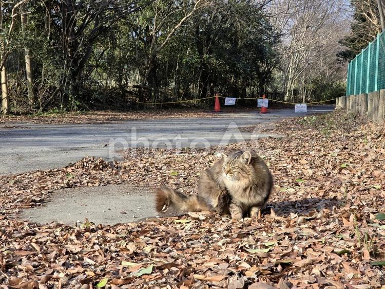 自然の中の地域猫 猫,ネコ,地域猫の写真素材