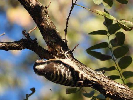 近所の小川で撮ったコゲラ バードウォッチング,コゲラ,キツツキの写真素材