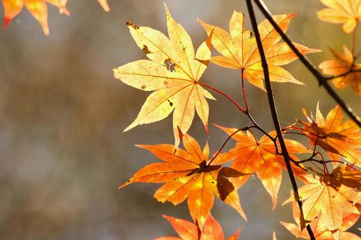 紅葉15 紅葉15の写真