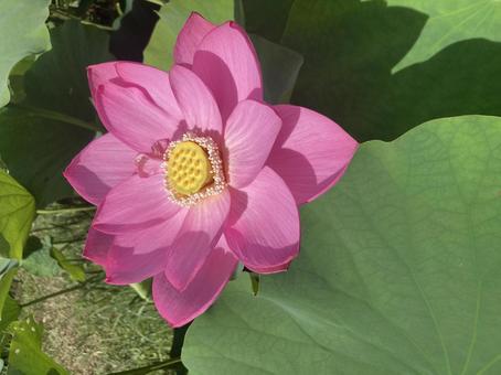 古代蓮 古代蓮 花,蓮,ハスの花の写真素材