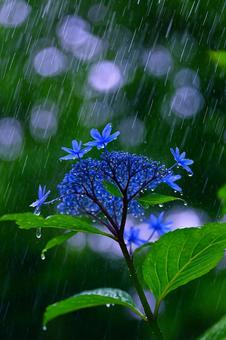 雨に打たれて 雨に打たれての写真